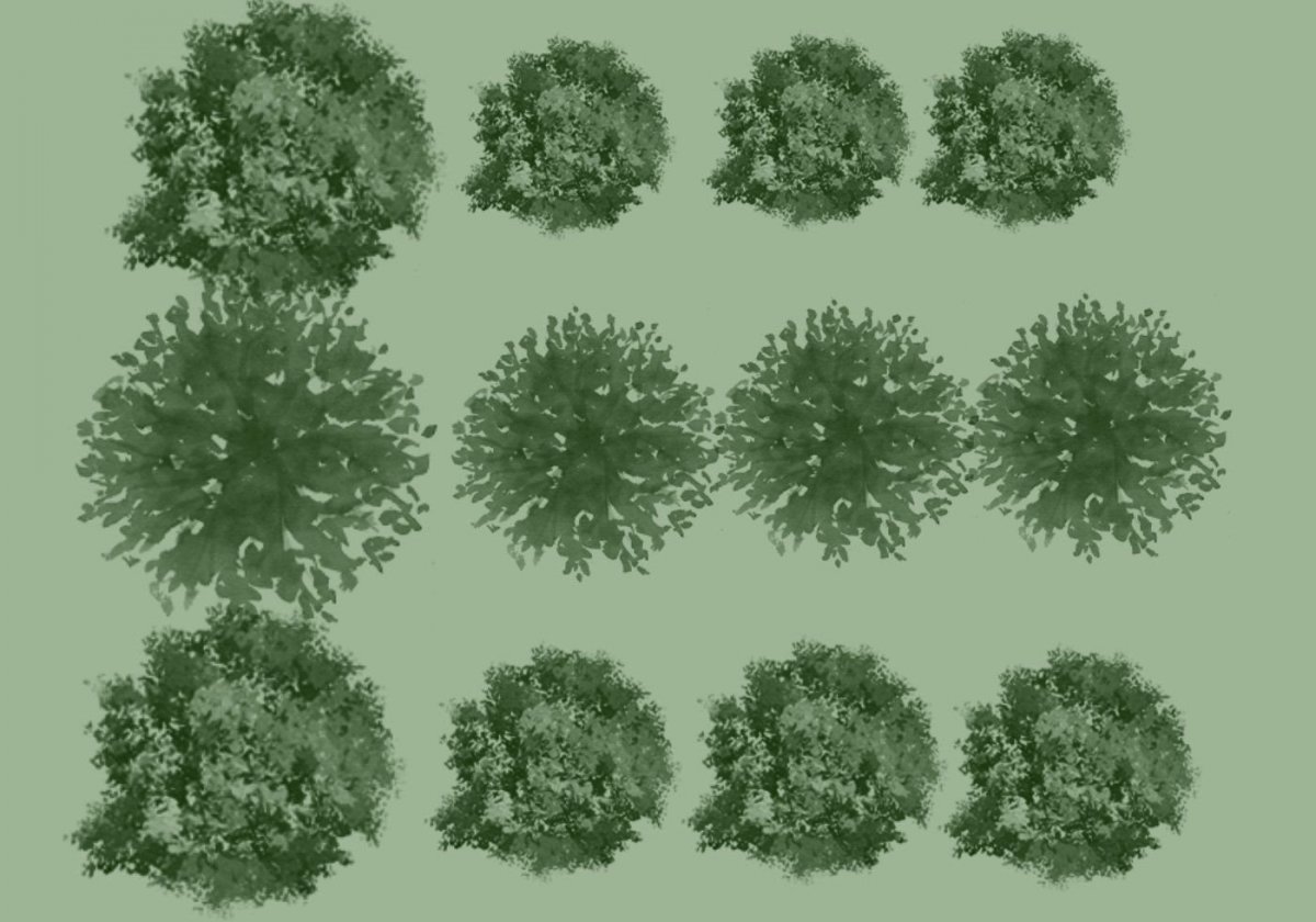 Деревья в плане