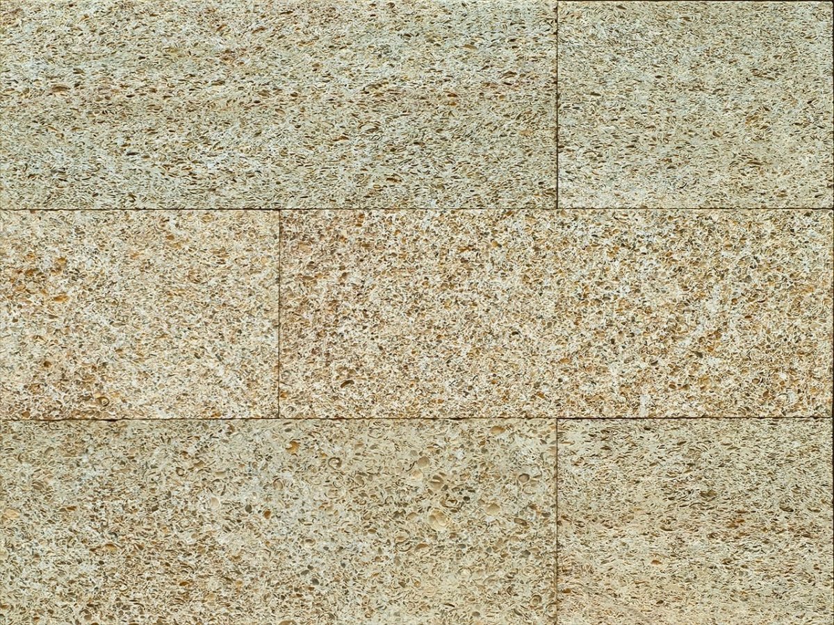 Ракушечник желтый Дербентский