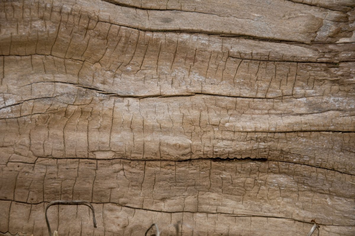 Фактура необработанного дерева