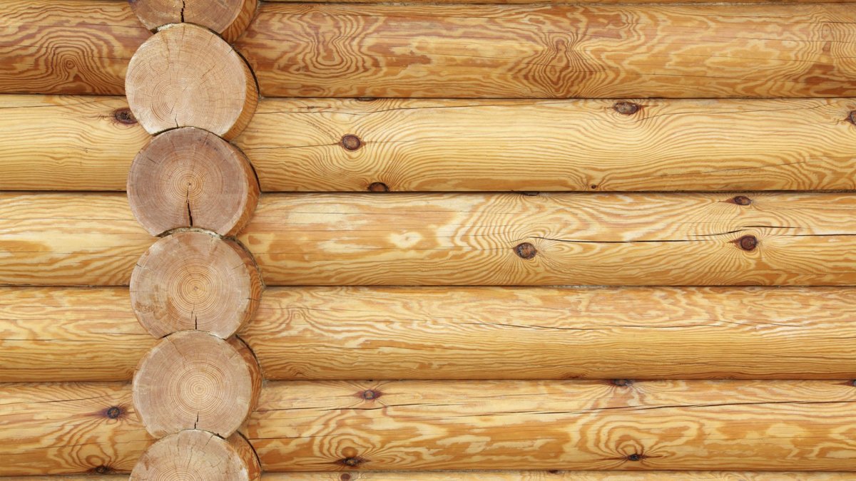 Срез дерева текстура