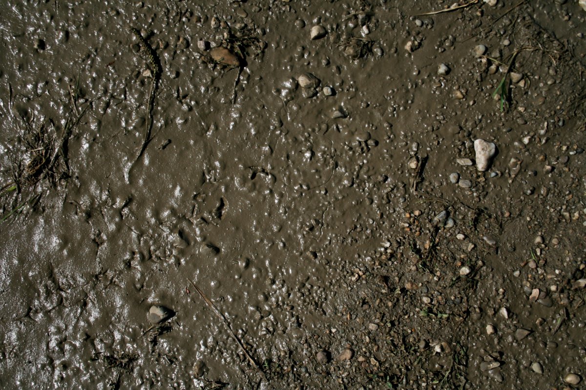 Мокрая почва