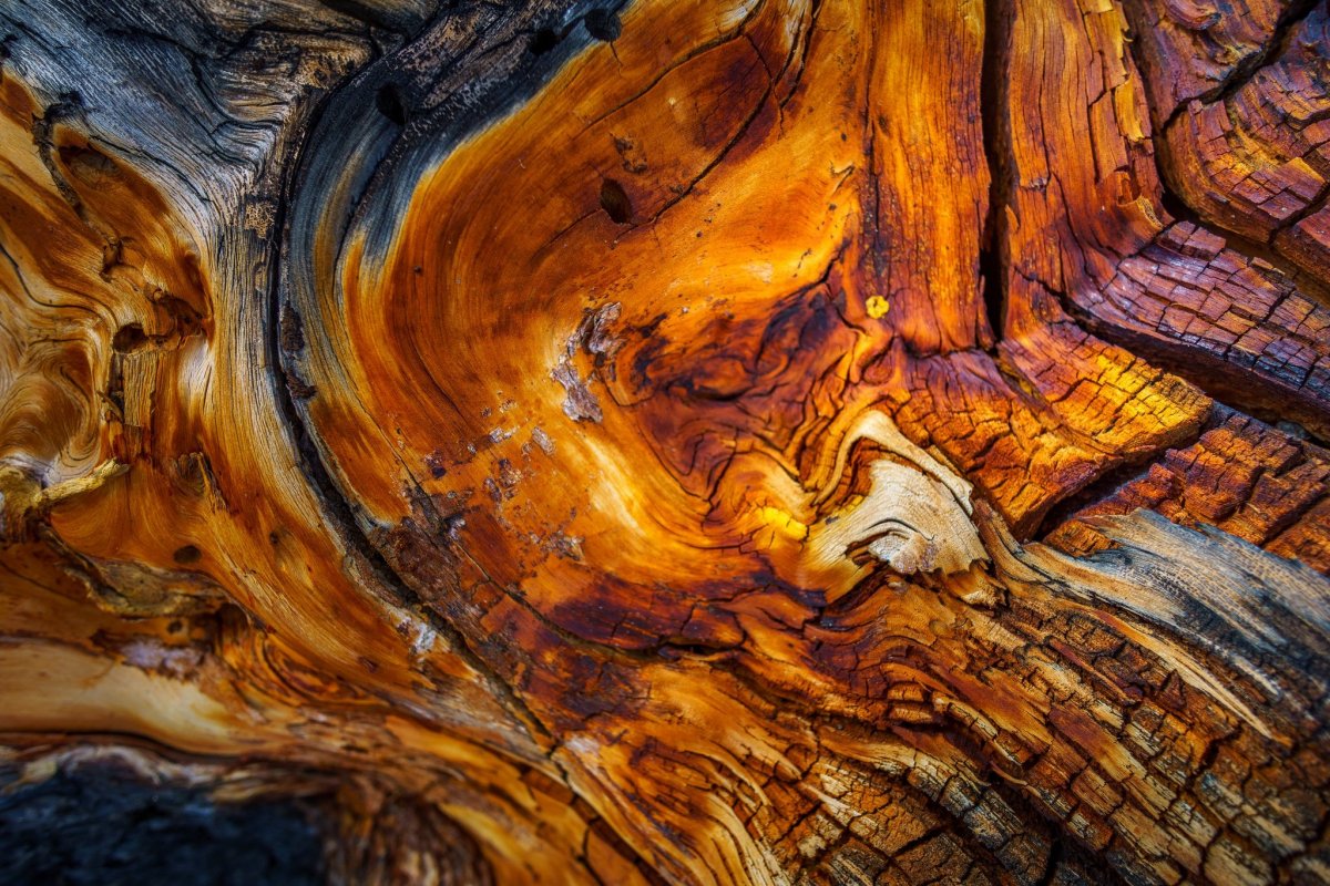 Дерево в разрезе