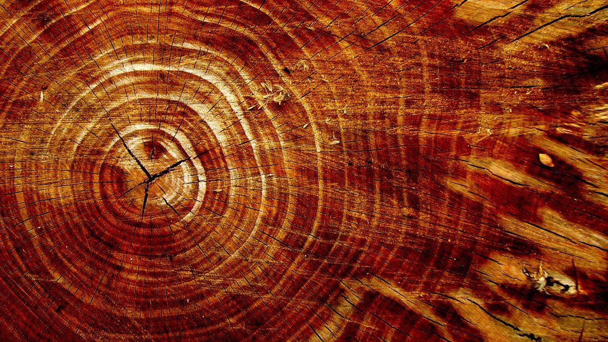 Красное дерево срез