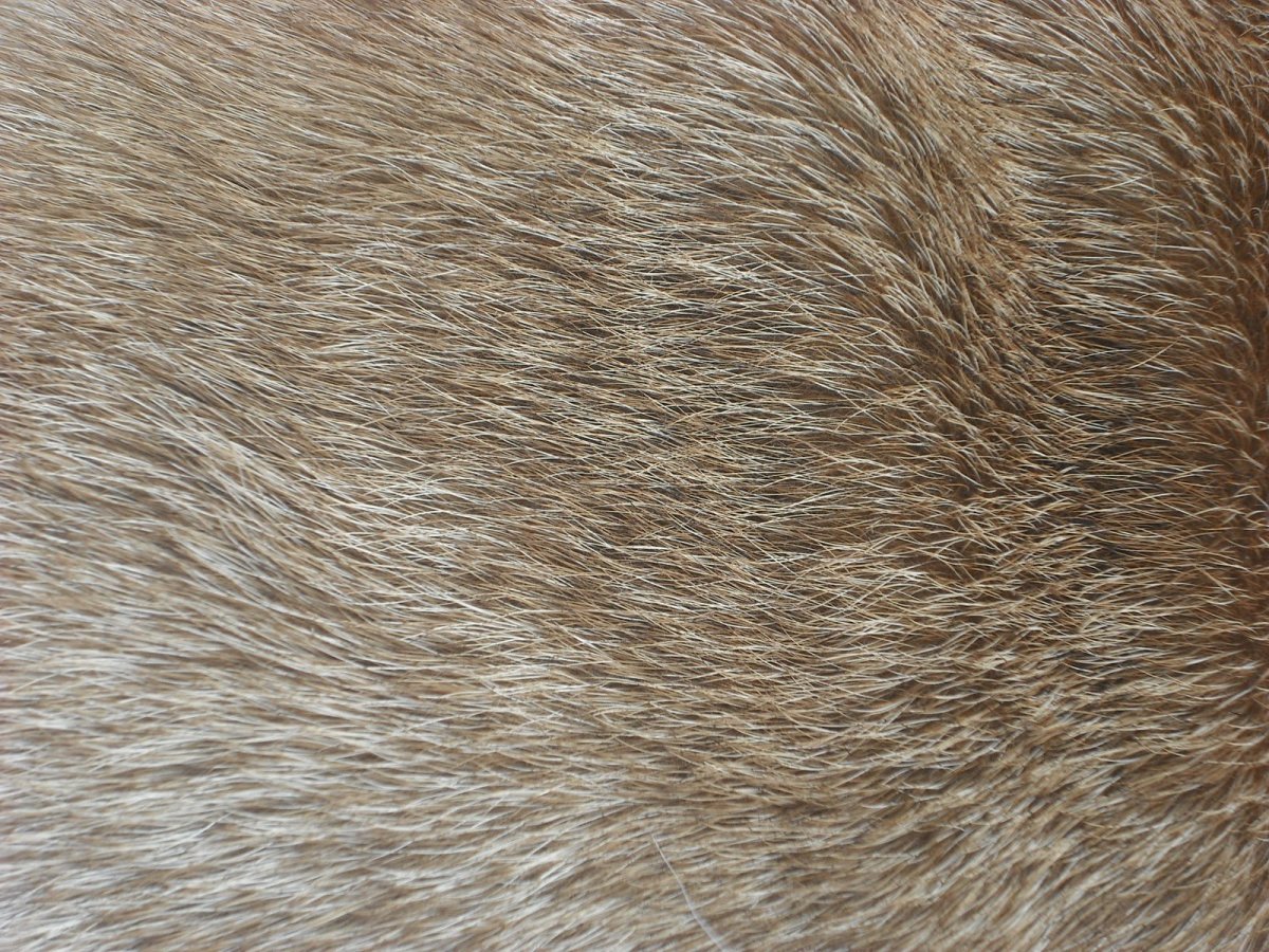 Текстура шерсти собаки