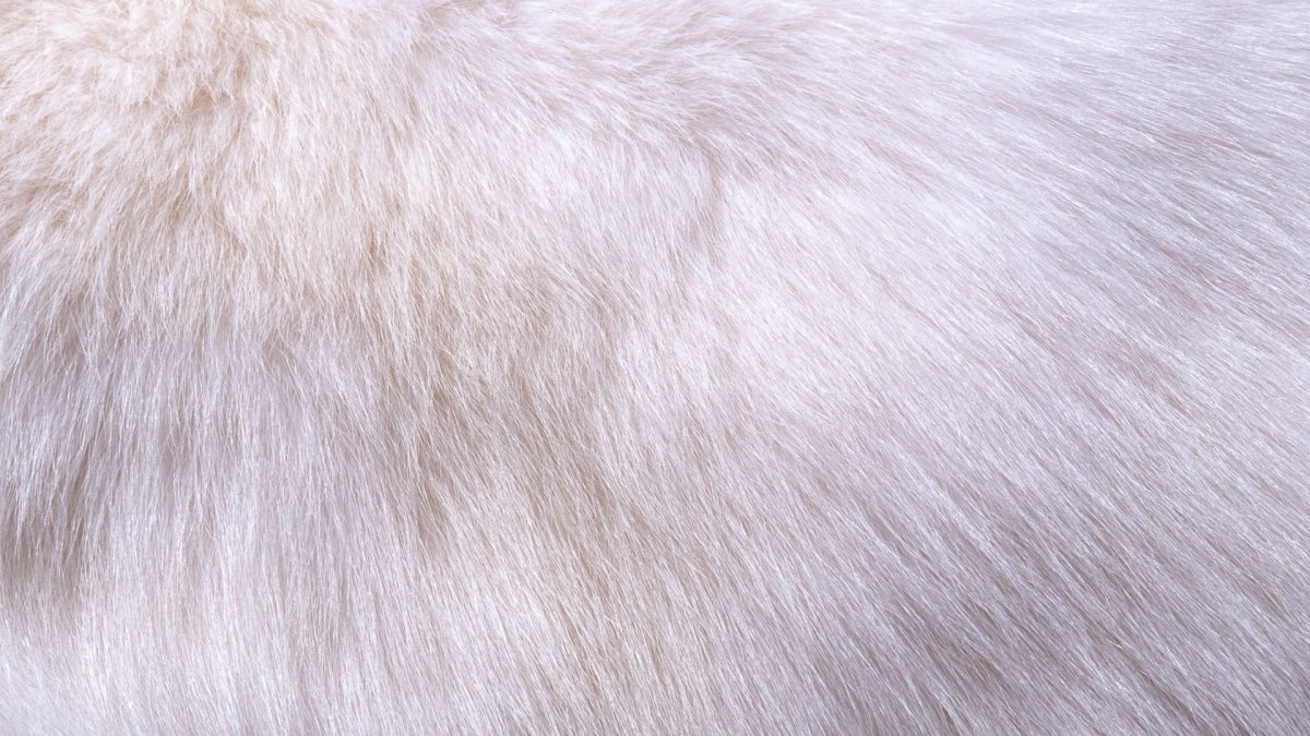 Белый мех текстура