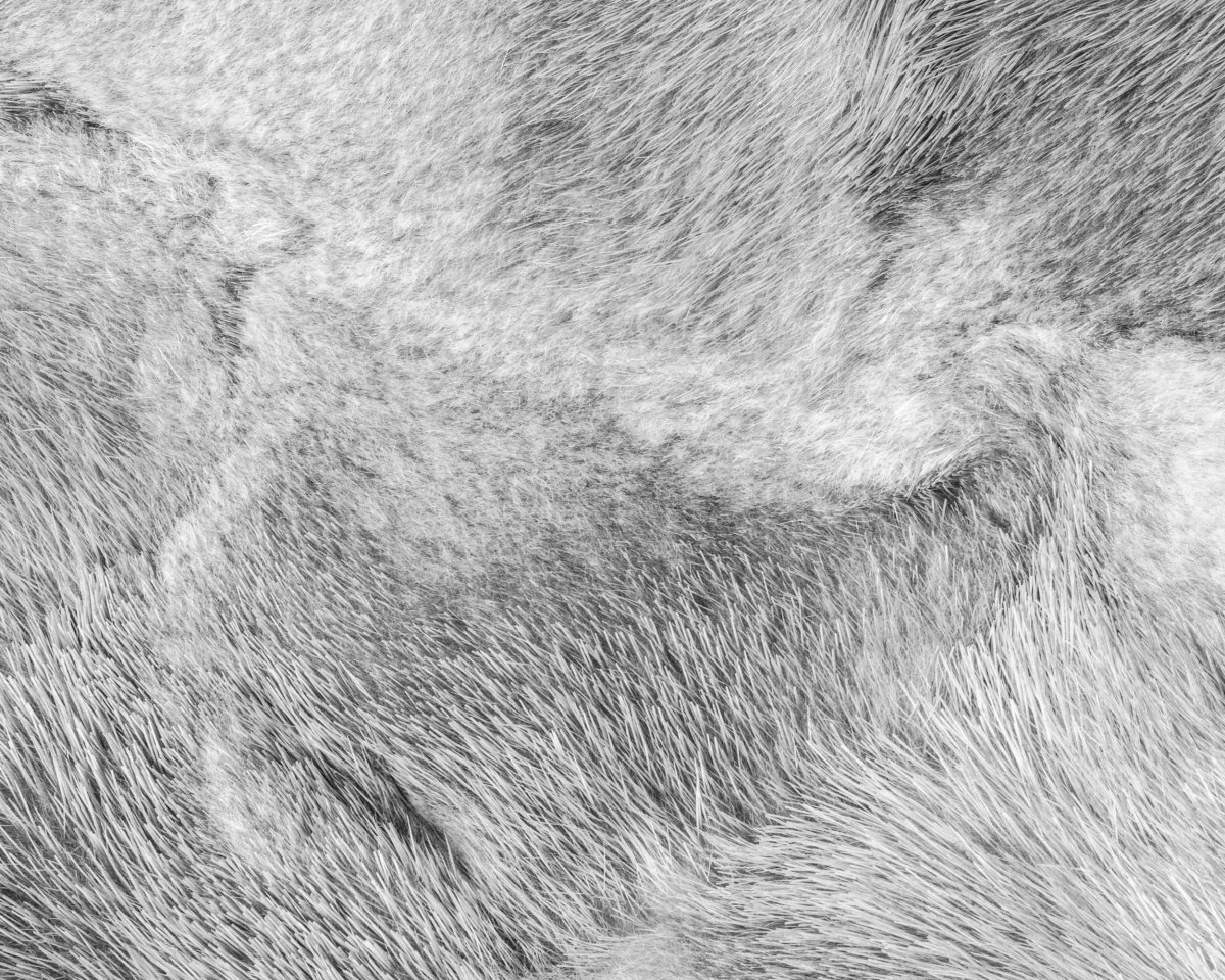 Серый мех текстура