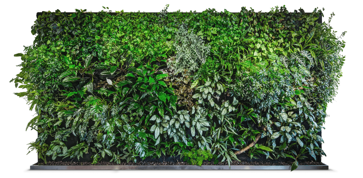 Фитостена текстура