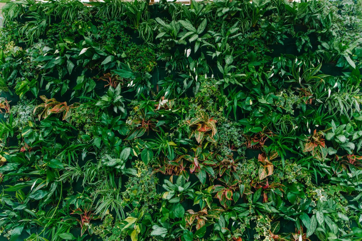 Фитостена паттерн