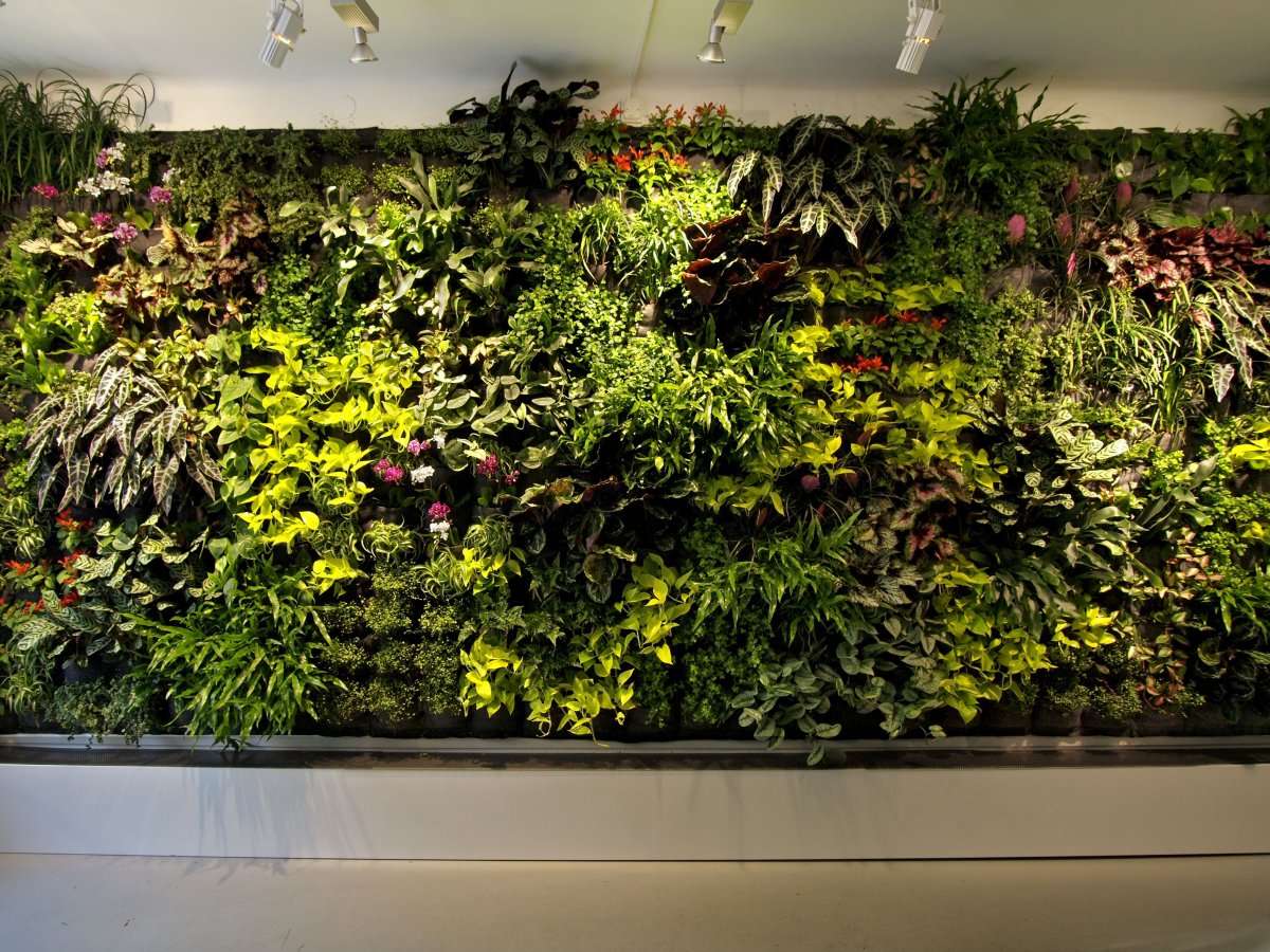 Фитостена с цветущими цветами