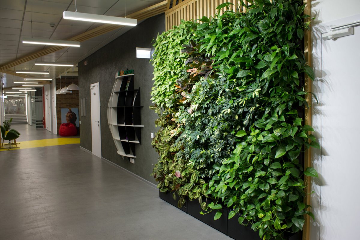 Традесканция фитостена