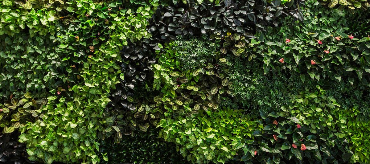 Фитостена Green Sky