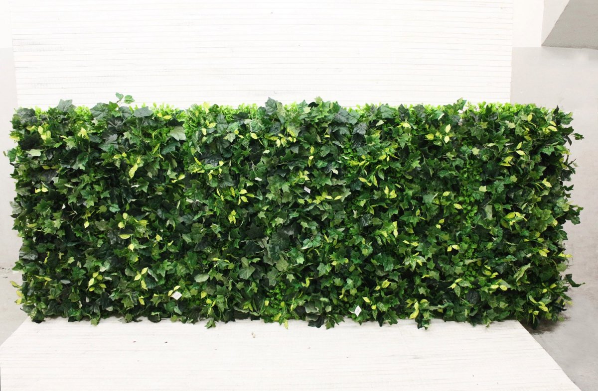 Фитостена из плюща