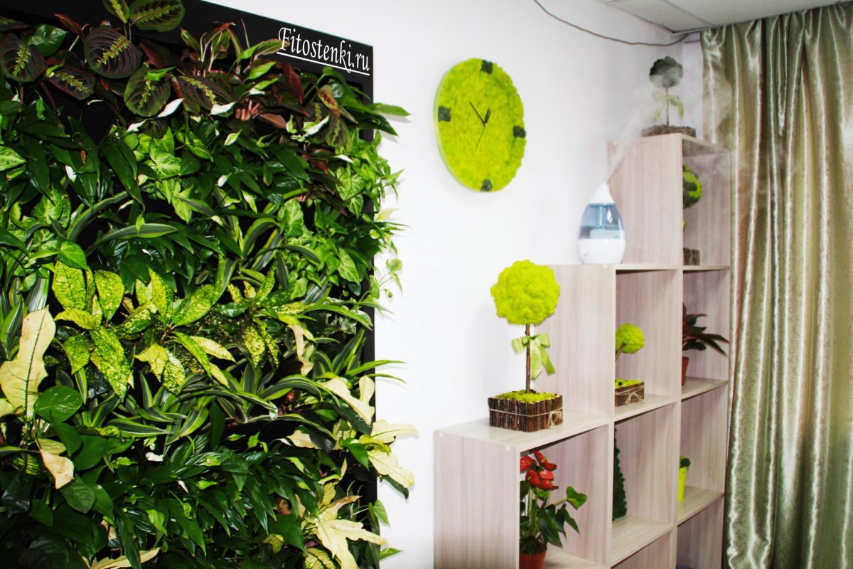 Фитостена джунгли