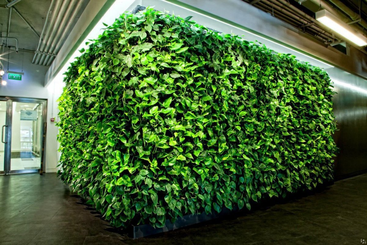 Фитостена Эпипремнум