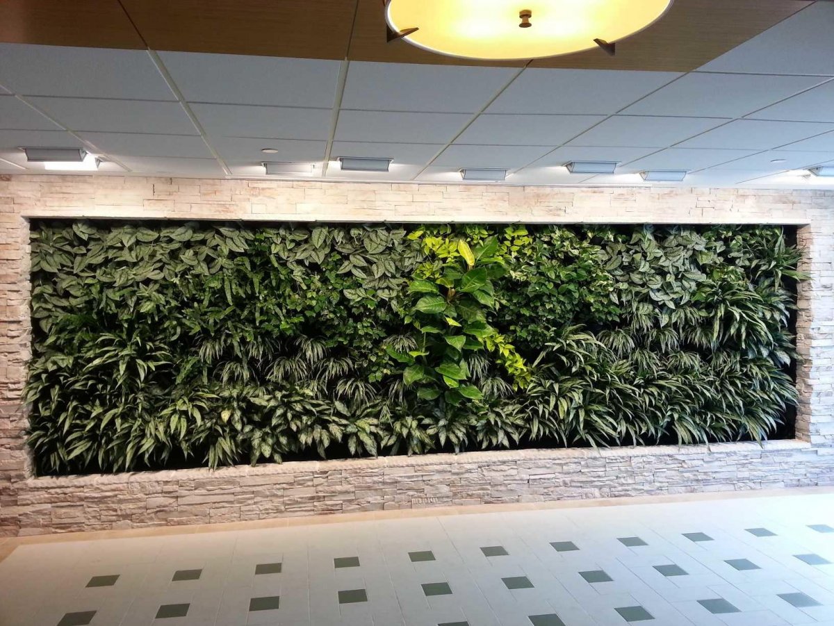 Фитостена в бассейне