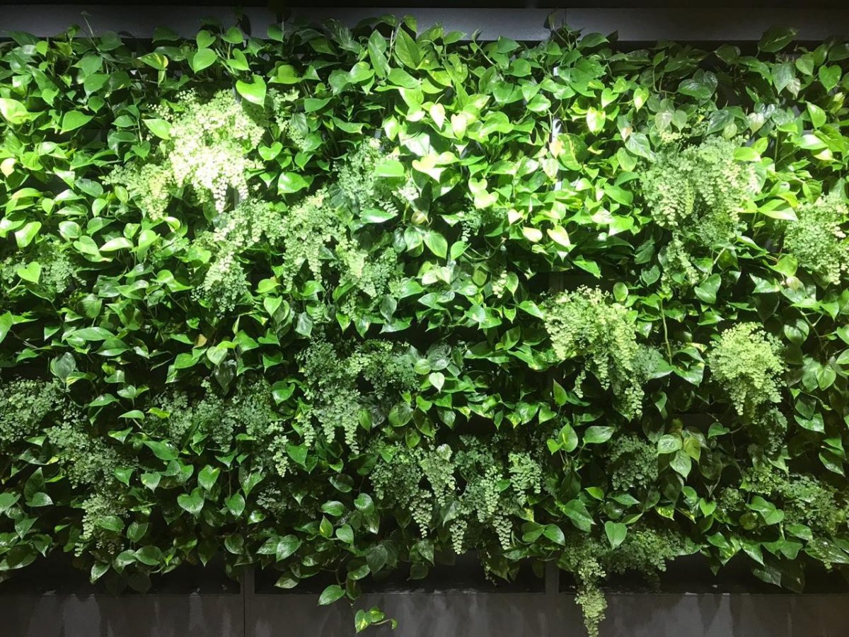 Фитостена СПБ