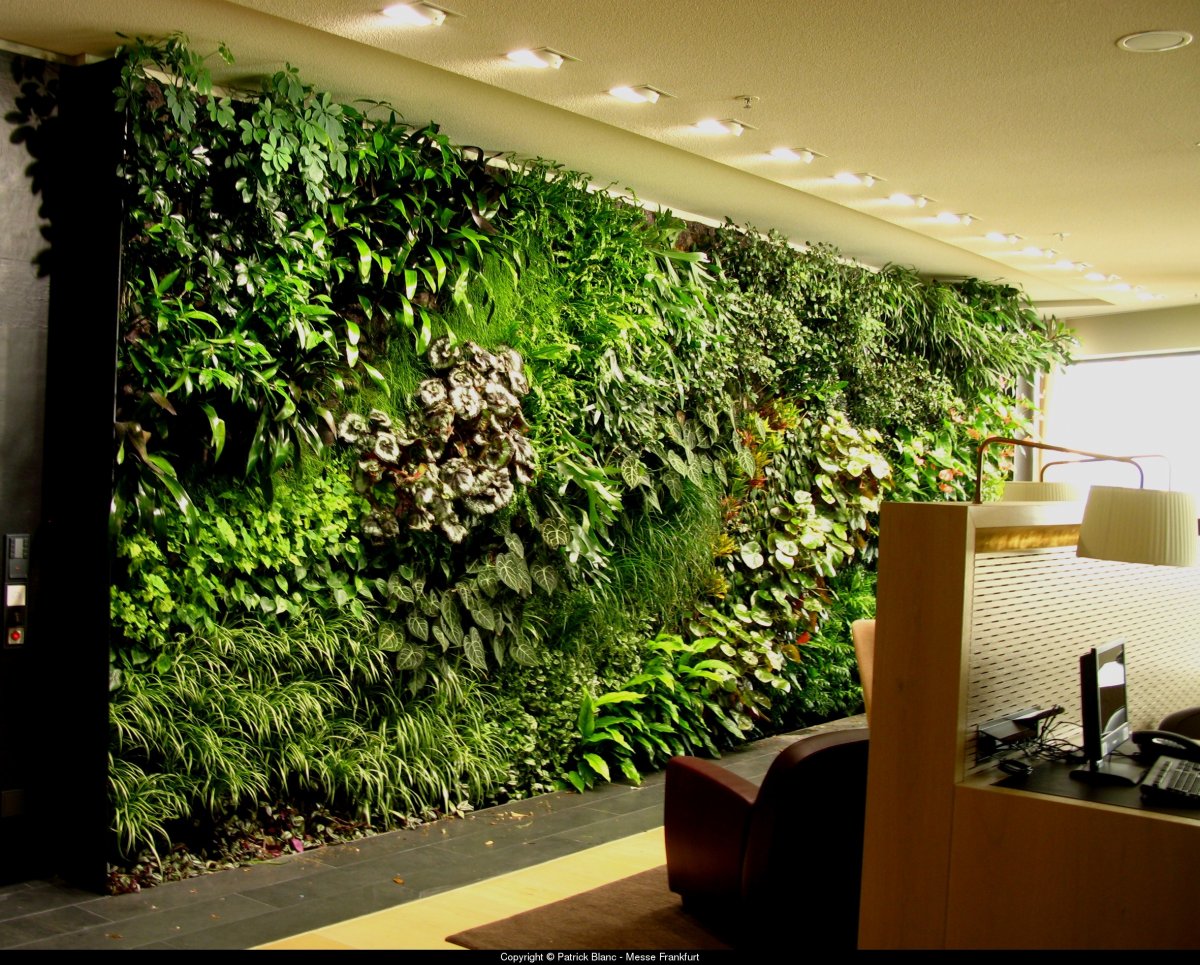 Традесканция фитостена