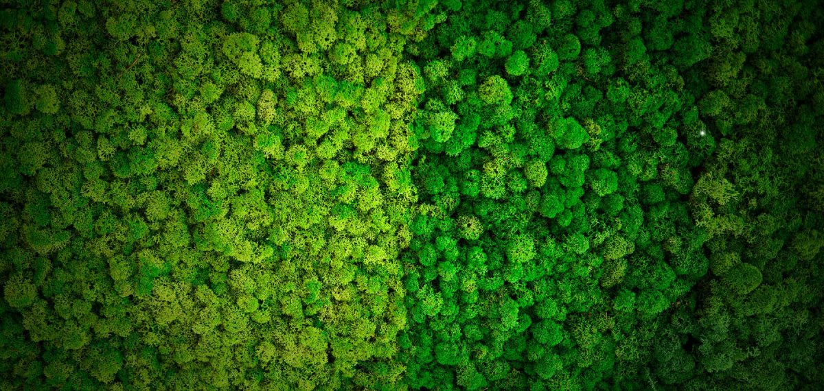 Мох ягель текстура