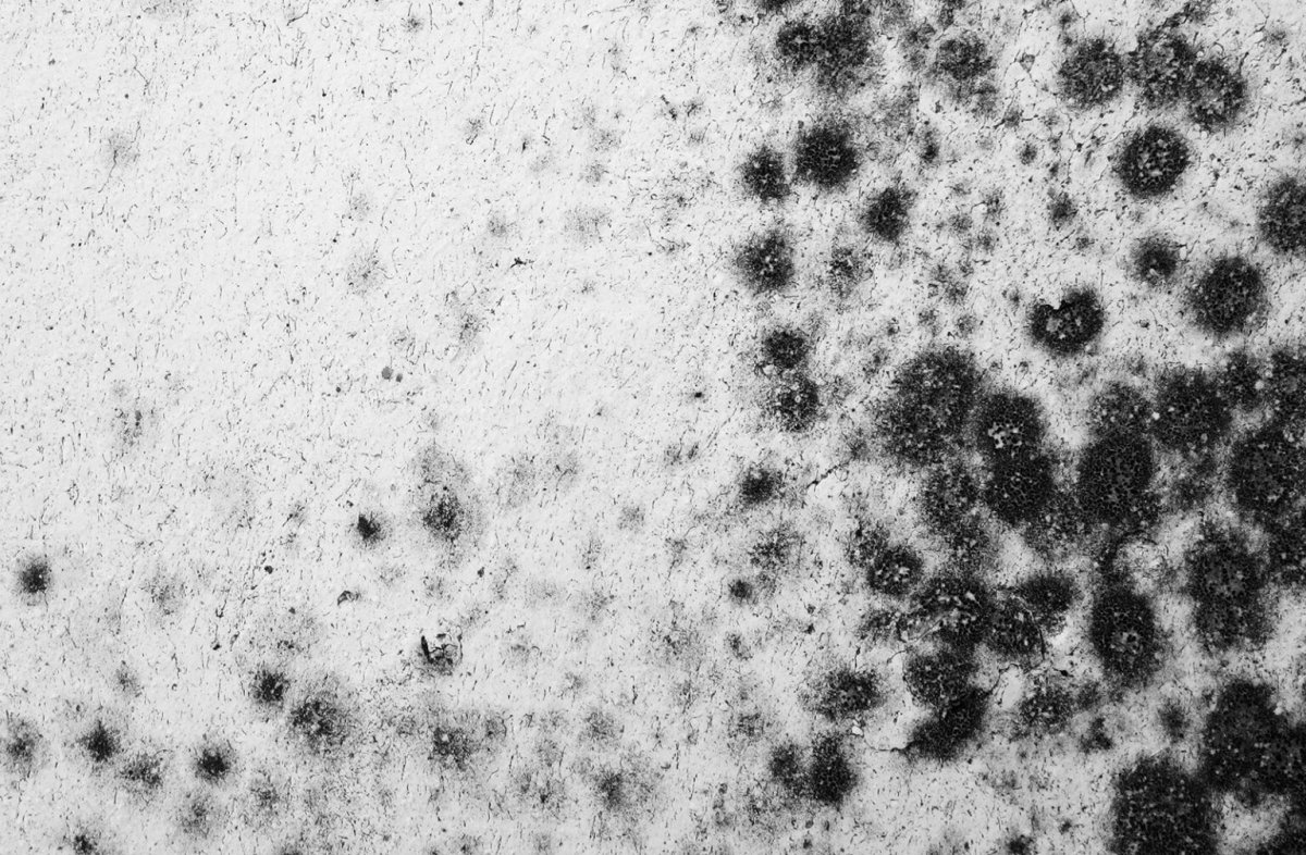 Stachybotrys плесень