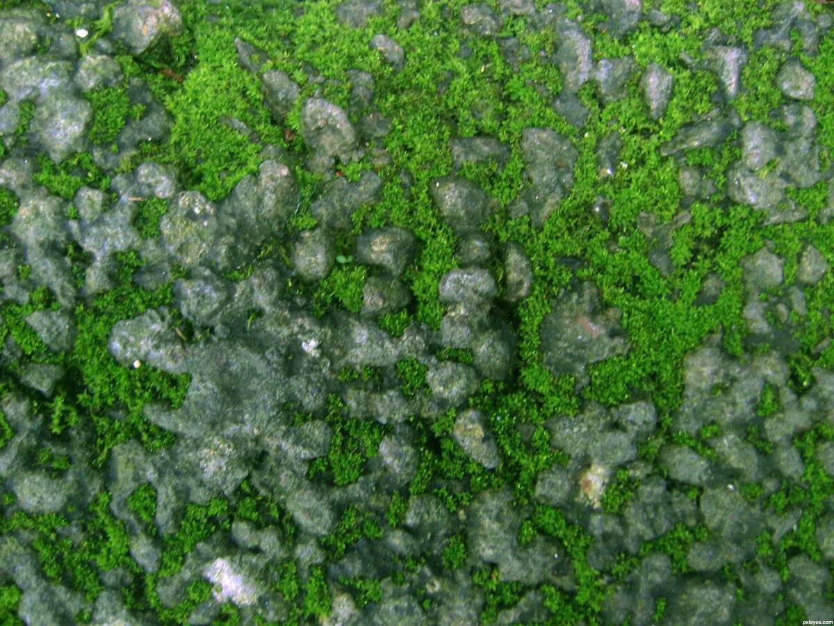 Мосс плесень