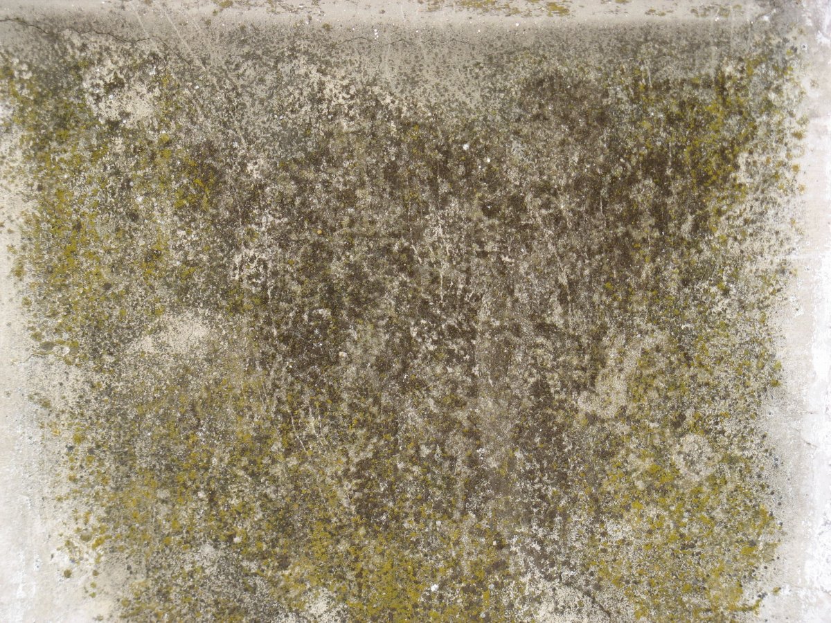 Мох на бетоне