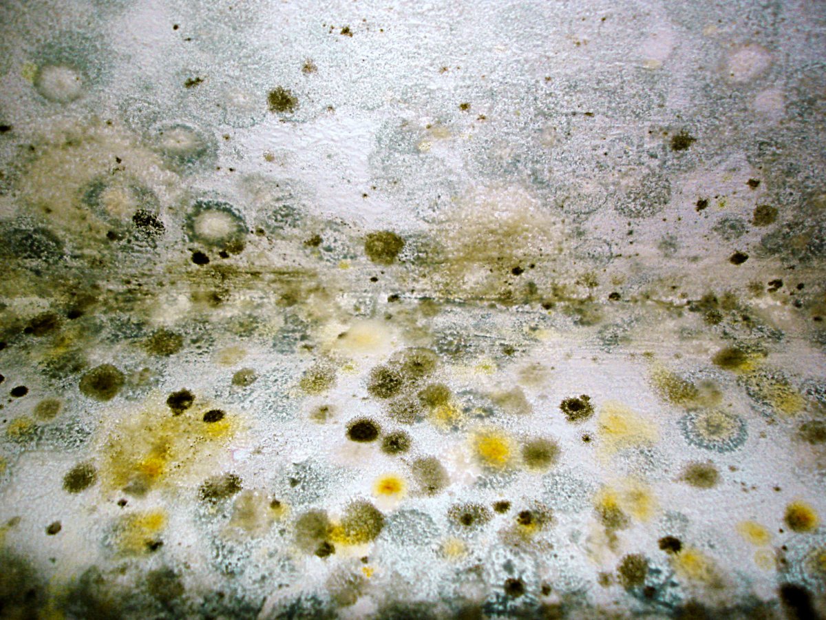 Микоз черная плесень