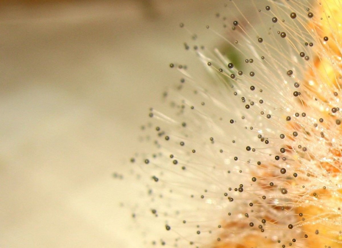 Плесневые грибы фон