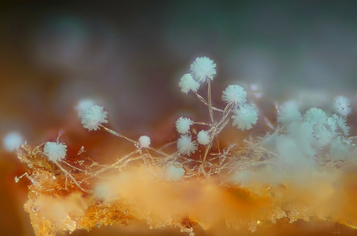 Цветение плесени