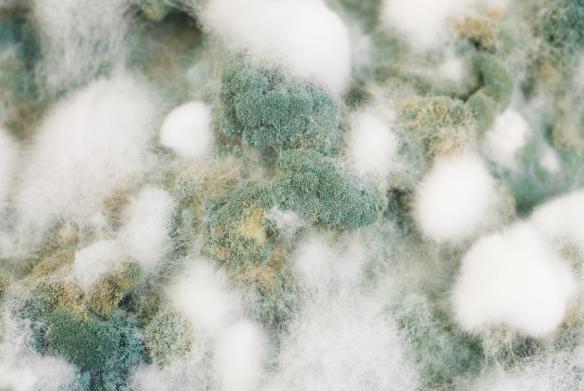 Плесень на прозрачном фоне