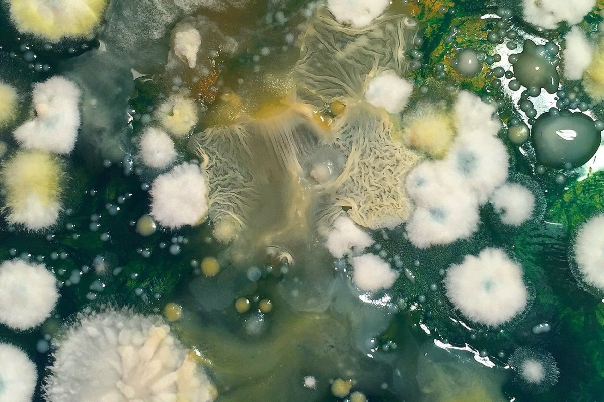 Красивая плесень