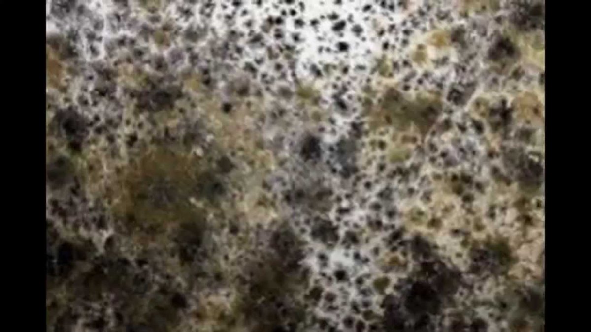 Плесень текстура