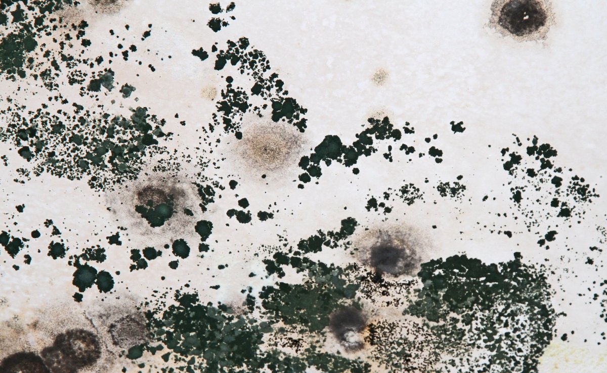 Плесень на белом фоне