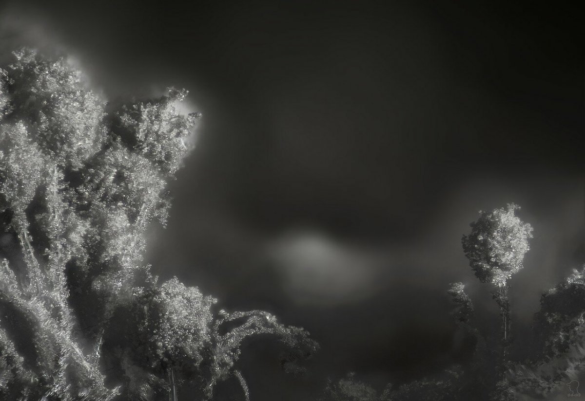 Фон для презентации тема плесень