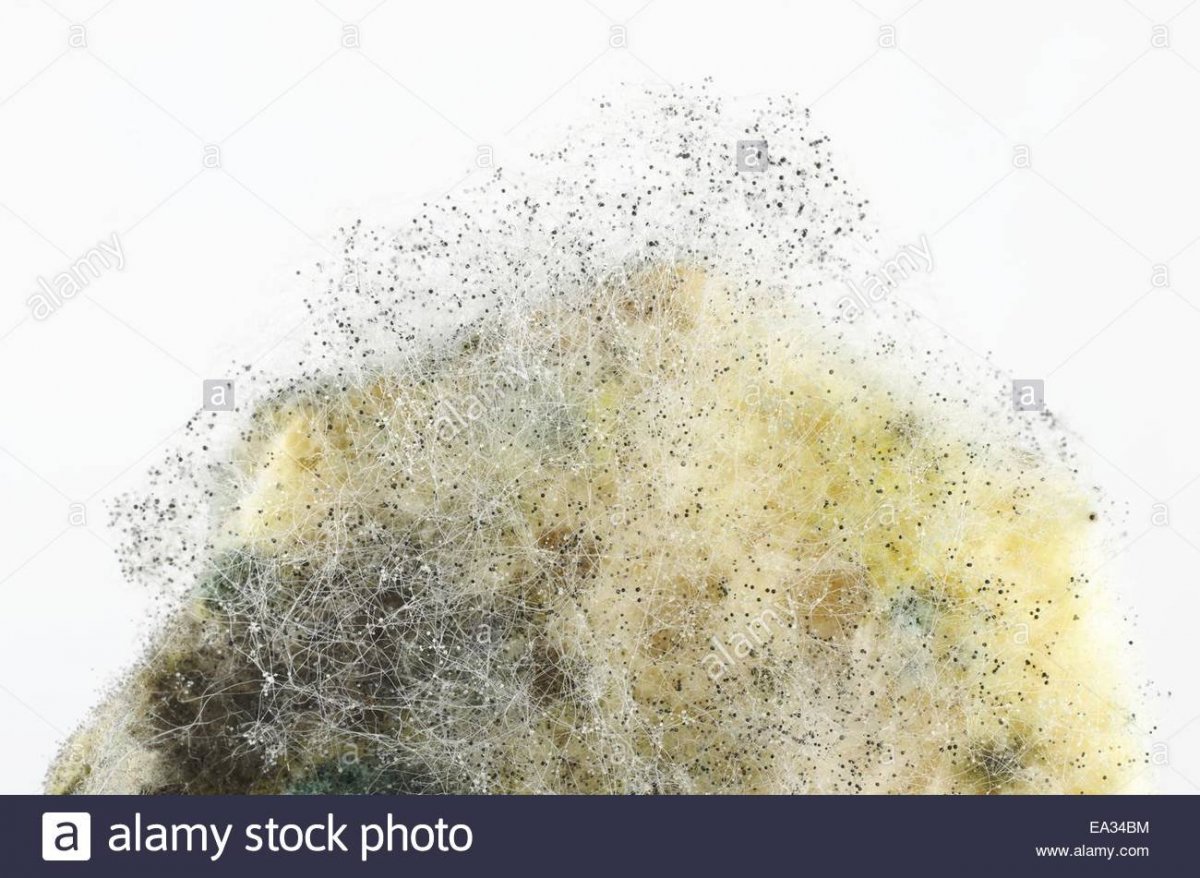 Плесень на прозрачном фоне