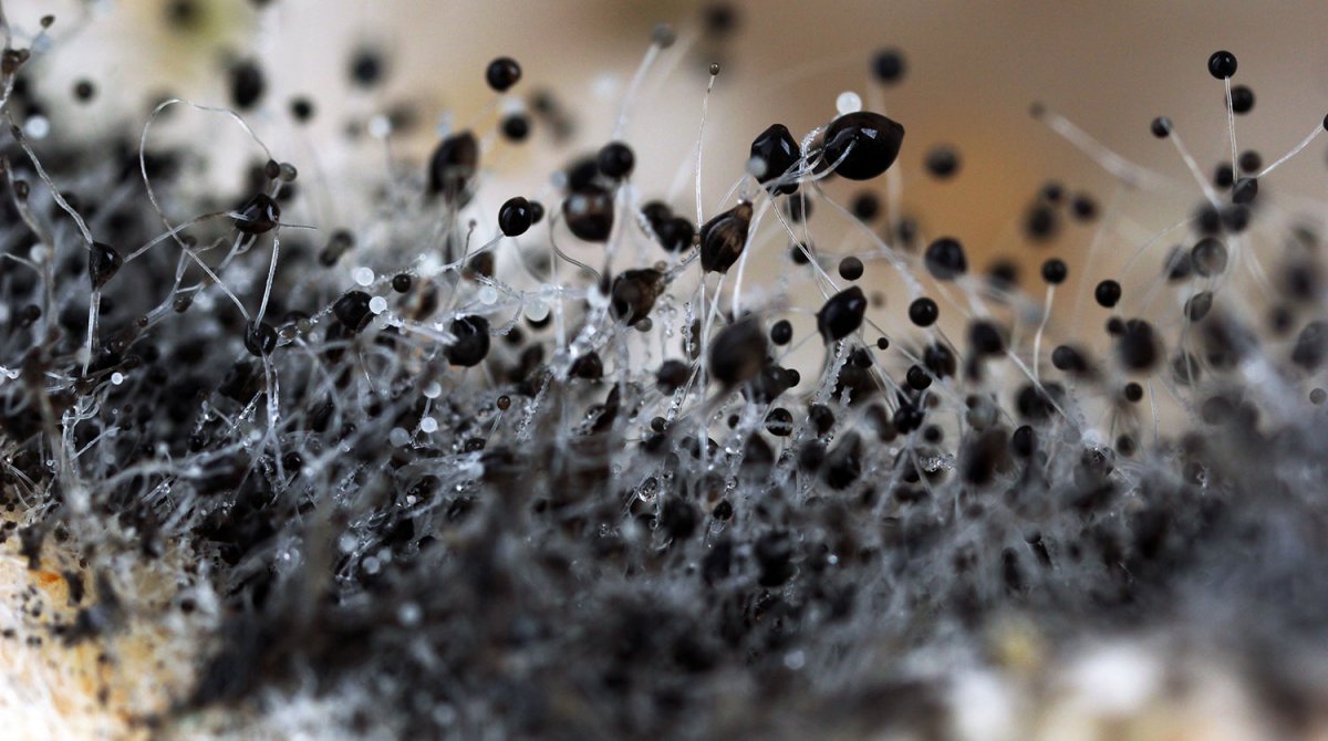 Плесневые гриб черная плесень