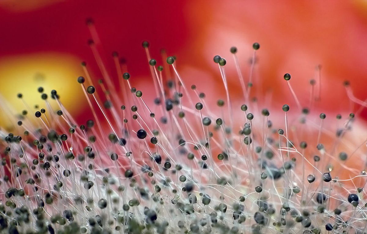 Плесень макро