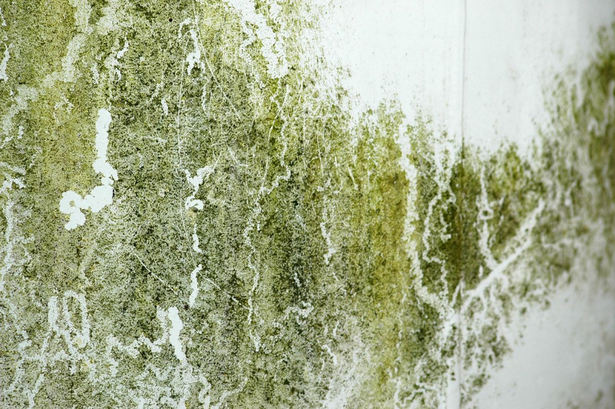 Зеленая плесень на стенах