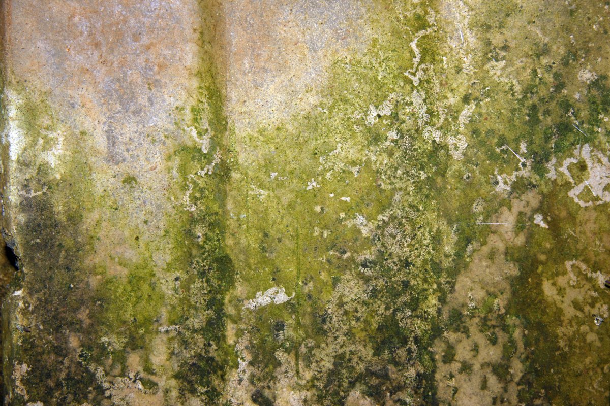 Зеленая плесень на стенах