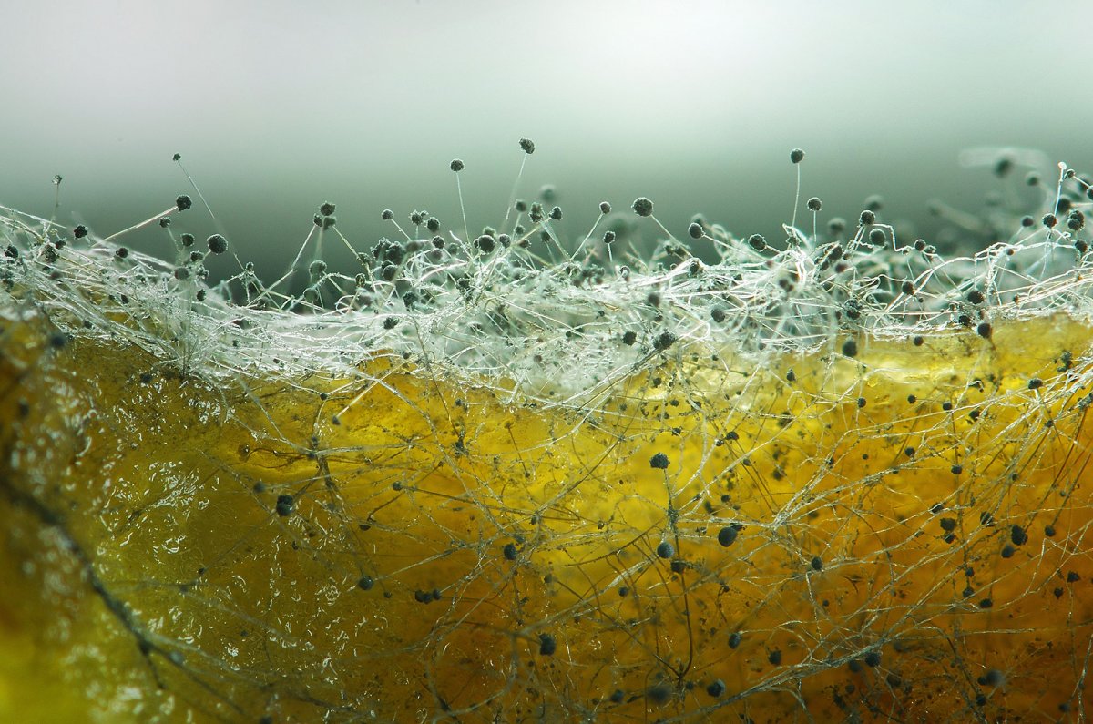 Плесень Макросъемка