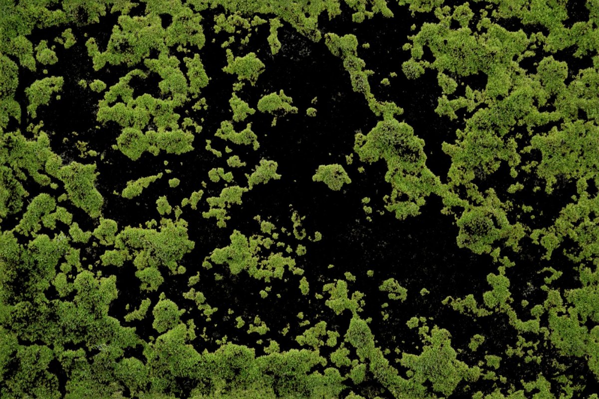 Текстура болотного мха