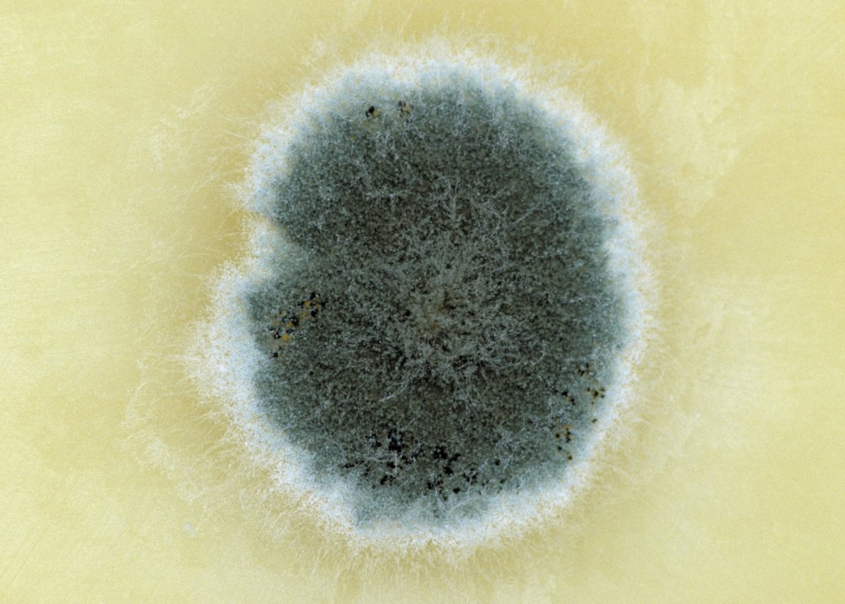 Phoma плесень