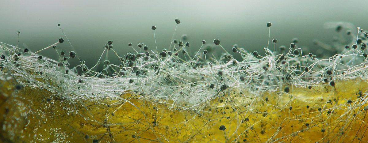 Экспертиза плесени