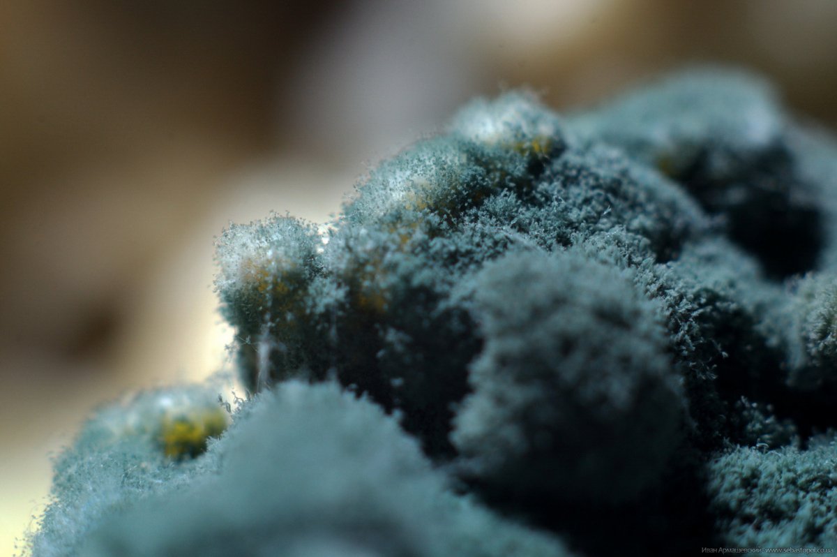 Плесень голубого цвета