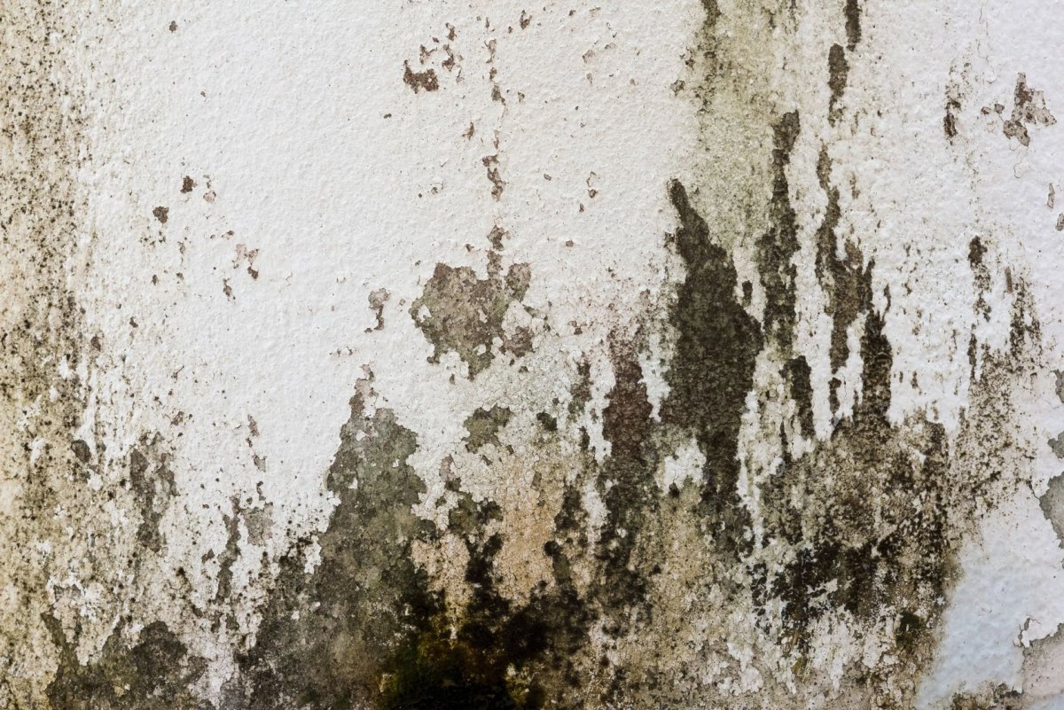 Плесень текстура