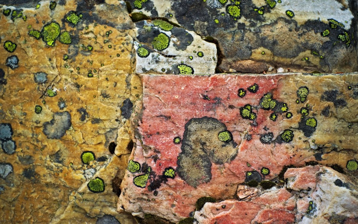 Текстура камня с плесенью
