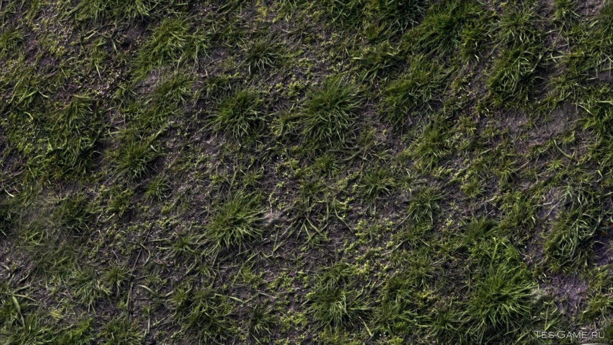 Текстура земли с травой