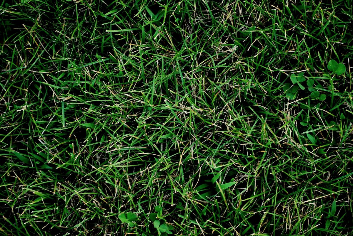 Текстура травы