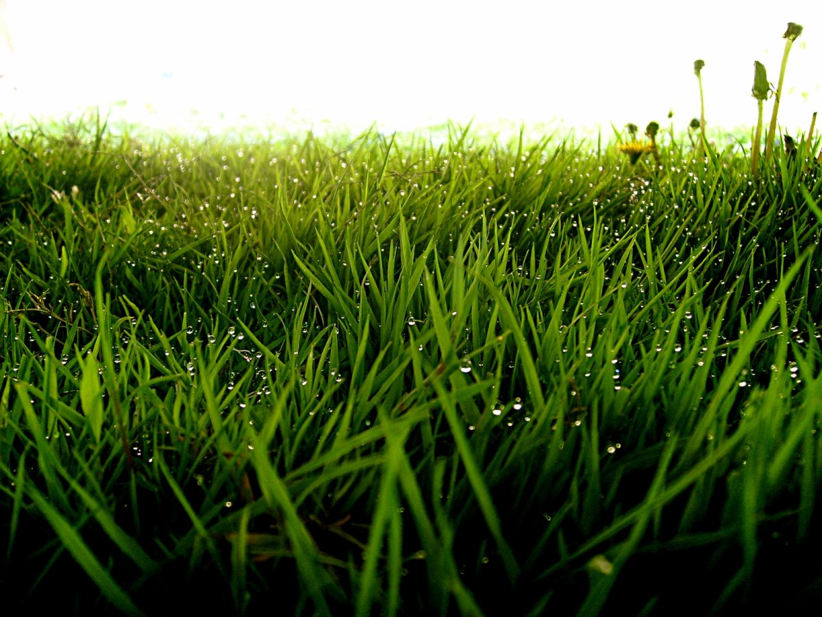 Земля с травкой