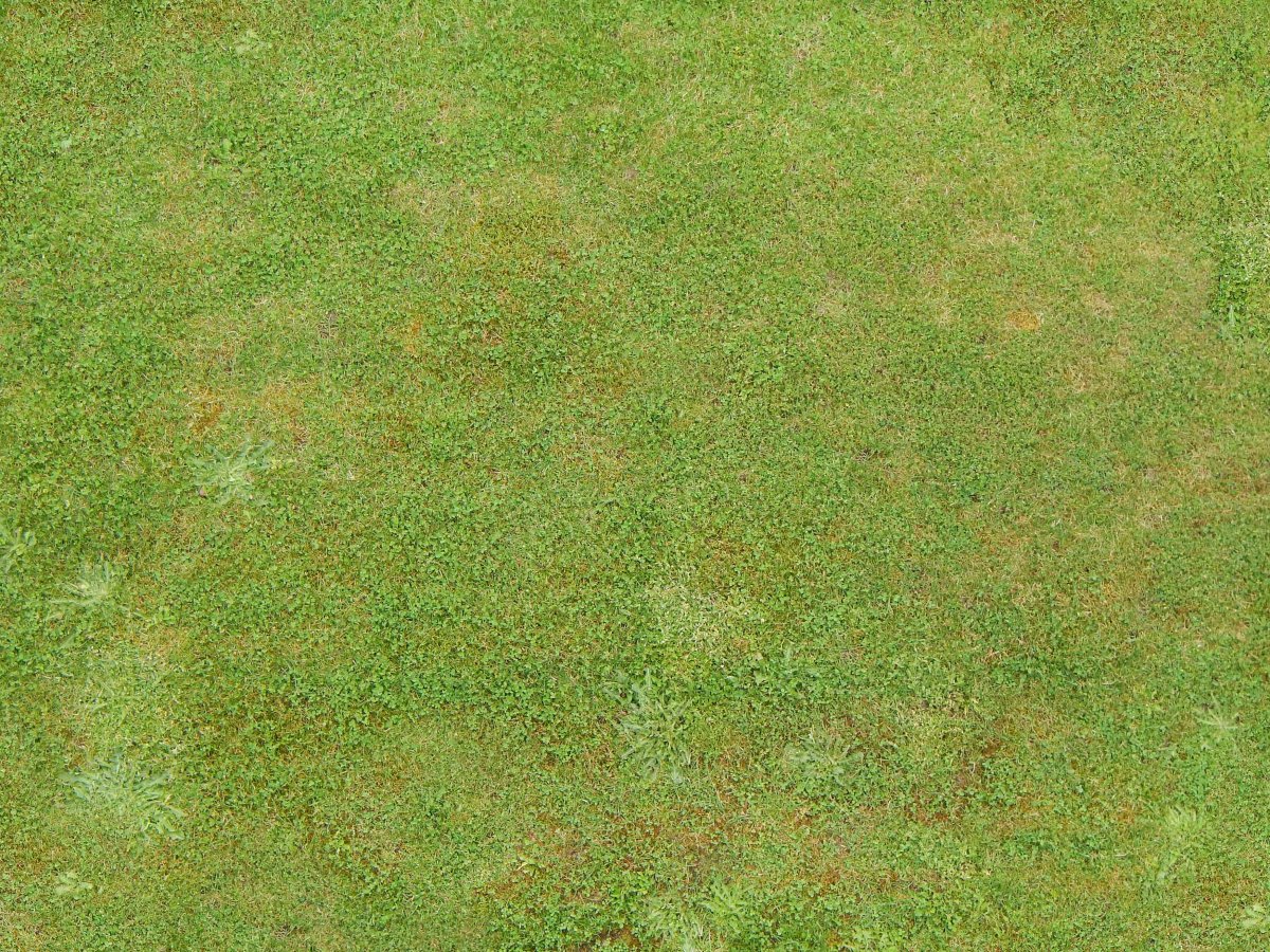 Текстура травы