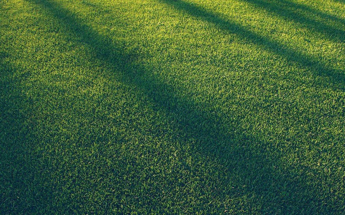 Трава сверху